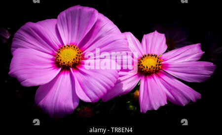 Lila Rosa Blume Kosmos auf dunklem Hintergrund Stockfoto