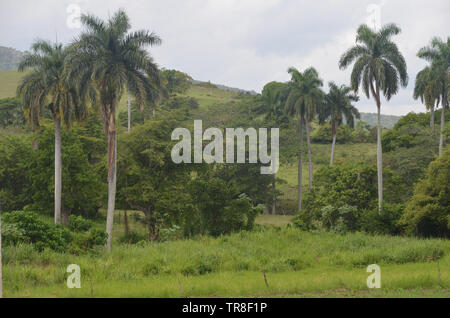 Felder und die bewaldeten Hänge in Guisa Gemeinde (Provinz Granma, Kuba), in der Nähe des Pico de la Bayamesa Nationalpark, südlichen Kuba Stockfoto