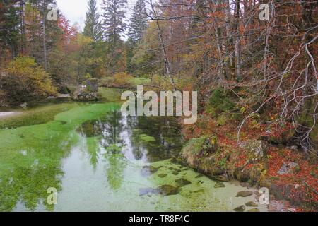 Der Fluss Sava am Beginn seines Verlaufs in Ukanc am Bohinjer See, Juliana Walking Trail, Triglav Nationalpark, Slowenien, Mitteleuropa Stockfoto