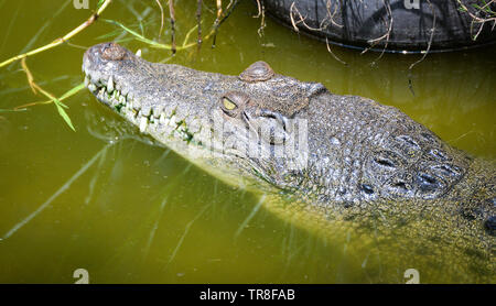 Wildlife reptil krokodil schwimmend auf dem Wasser Natur Fluss Stockfoto