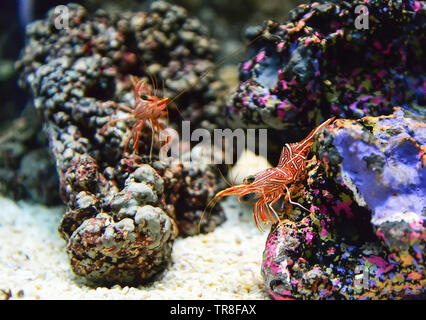 Scharnier Schnabel Garnelen tanzen auf den Felsen oder Kamel Garnelen Rhynchocinetes durbanensis/ Stockfoto