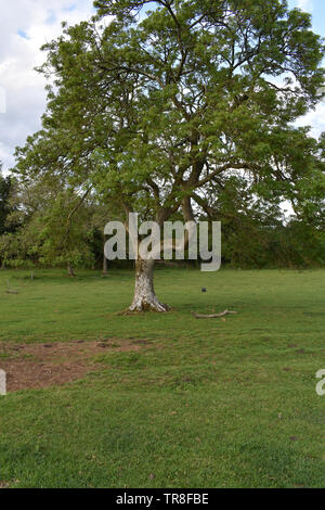 Baum in der Nähe der Quelle der Themse, in der Nähe von Coates in Gloucestershire. Stockfoto