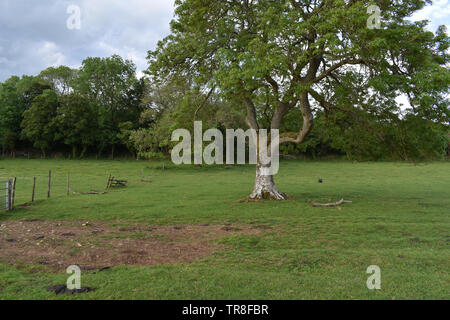 Baum in der Nähe der Quelle der Themse, in der Nähe von Coates in Gloucestershire. Stockfoto