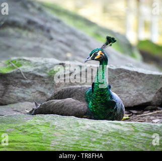 Peacock sitzen auf dem Rock am Hof/Pfau Vogel Stockfoto