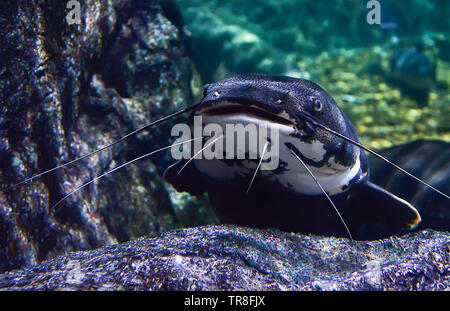 Wels Schwimmbad Unterwasser Fotografie Marine Life-redtail Wels Phractocephalus hemioliopterus Schwarz Stockfoto