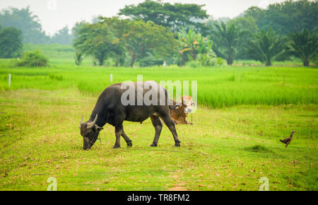 Asiatische Büffel in Feld Landschaft/Tier Säugetier- und Kuh Beweidung auf die Wiese Stockfoto