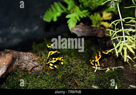 Gelbe poison Dart frog Venom sitzen auf grünen Moos/schönen tropischen Regenwald Tier Stockfoto