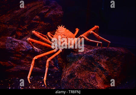 Japanische Riese Seespinne Schwimmen unter Wasser auf dem Felsen aquariumun Ozean/Macrocheira kaempferi Stockfoto