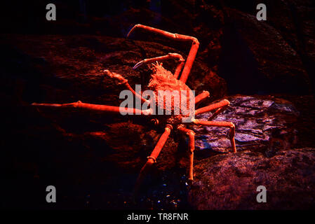 Japanische Riese Seespinne Schwimmen unter Wasser auf dem Felsen aquariumun Ozean/Macrocheira kaempferi Stockfoto