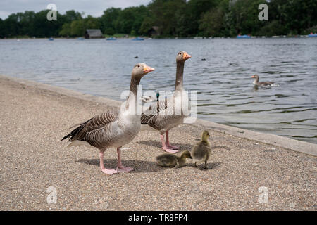 Graugänse Familie mit gooslings, Hyde Park, London, UK Stockfoto