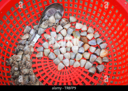 Frische Emaille Venus shell Clam aus Sand Strand Meer in Rot Warenkorb/Meretrix lyrata Salzwasser Venusmuscheln Stockfoto