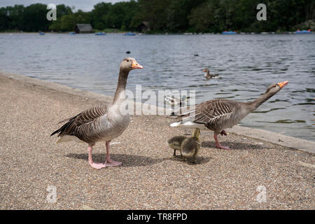 Graugänse Familie mit gooslings, Hyde Park, London, UK Stockfoto