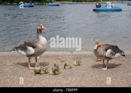 Graugänse Familie mit gooslings, Hyde Park, London, UK Stockfoto