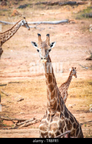 Wilde Tiere Afrika giraffe im Safari Park im Sommer Tag Stockfoto