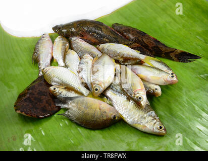 Frische kleine Fische verschiedener Arten mit Fisch grundel Siam Schlamm Karpfen auf Banana leaf Stockfoto