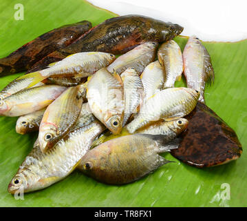 Frische kleine Fische verschiedener Arten mit Fisch grundel Siam Schlamm Karpfen auf Banana leaf Stockfoto