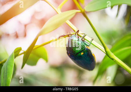 Jewel beetle am Blatt Baum Natur Hintergrund - andere Bezeichnungen metallische Holz Bohren/Buprestid grün Insekt Stockfoto