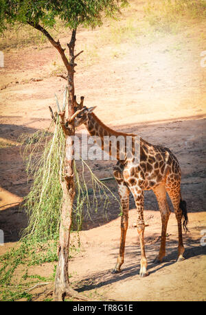 Junge Afrika giraffe Blätter essen auf dem Baum im Sommer Tag Stockfoto