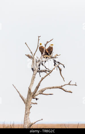 Ein paar der Weißkopfseeadler sitzen auf dem toten Baum. Blackwater National Wildlife Refuge. Maryland. USA Stockfoto