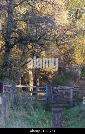 Hölzerne Tor entlang eines Pfades durch Herbst Silver Birch Forest. Muir von Dinnet NNR, Cairngorms, Schottland, Großbritannien. Stockfoto