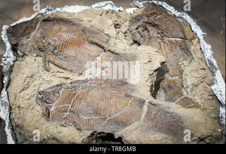 Fisch fossiler/Gruppe fossiler Fisch im Schlamm zu einem Stein Archäologie von Wassertieren Stockfoto