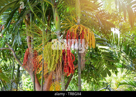 Datum palm Obst - Siegellack Palme auf dem Baum Stockfoto