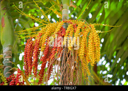 Datum palm Obst - Siegellack Palme auf dem Baum Stockfoto