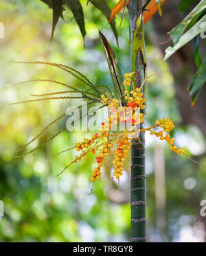 Datum palm Obst - Siegellack Palme auf dem Baum Stockfoto