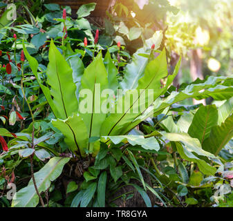 Farn nest wachsen auf tropische Pflanze Garten/Grüne Blätter von Bird's Nest Farn dekorieren auf dem Baum im Frühling Sommer Park - Asplenium Nidus Stockfoto