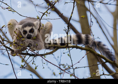 Ring-tailed Lemur in einem Baum, Essen von Insekten aus der Blüte Stockfoto