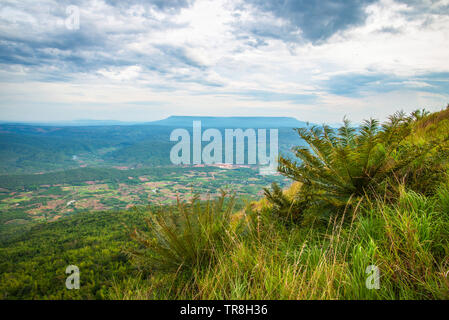Cycad Pflanze Baum auf Hügel oder Farn alten Baum cobia Berg Landschaft Hintergrund Stockfoto