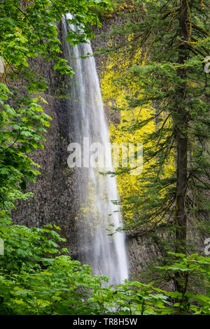 Blick auf einen schönen Wasserfall, das in einen bemoosten Felsen in einem üppigen, grünen Wald - Latourell fällt in Oregon Columbia River Gorge Stockfoto