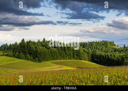 Das goldene Licht des Sonnenuntergangs leuchtet eine Landschaft von Weinbergen mit üppigen, grünen Wald in Oregon Willamette Valley Wine Country kontrastiert Stockfoto