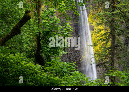 Eine Öffnung in einem üppigen, grünen Wald Highlights einen Blick auf einen schönen Wasserfall, das in einen bemoosten Felsen - Latourell fällt in Oregon Columbia River G Stockfoto