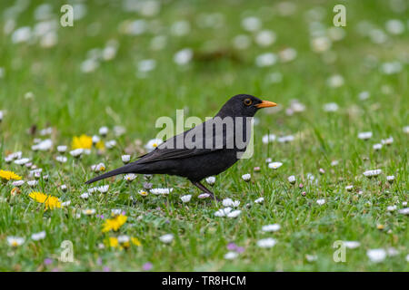 Gemeinsame Amsel (Turdus merula) auf Nahrungssuche im Gras Stockfoto