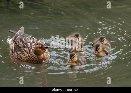 Stockente (Anas platyrhynchos) mit Küken auf dem Wasser Stockfoto