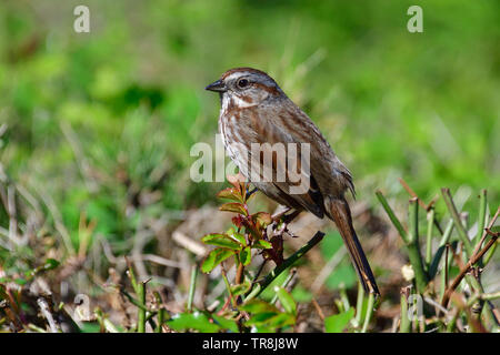 Eine wilde Song sparrow Vogel bin elospiza melodia", thront auf einigen Sträuchern auf Vancouver Island, British Columbia Kanada. Stockfoto