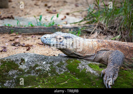 Close-up giant Comodo dragon ruhen Stockfoto