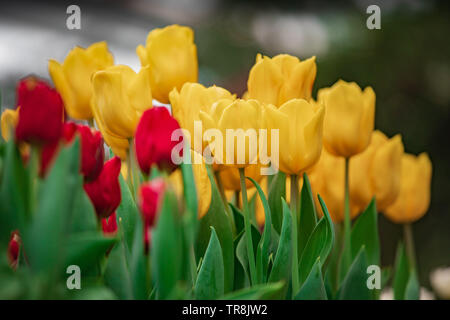 Close-up schöne Tulpen in voller Blüte. Stockfoto