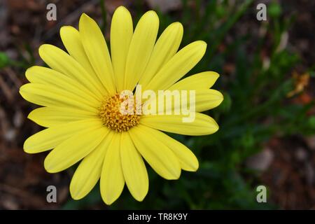 Close-up Overhead Ansicht eines einzelnen, gelbe daisy flower mit dunkelgrünem Hintergrund Stockfoto