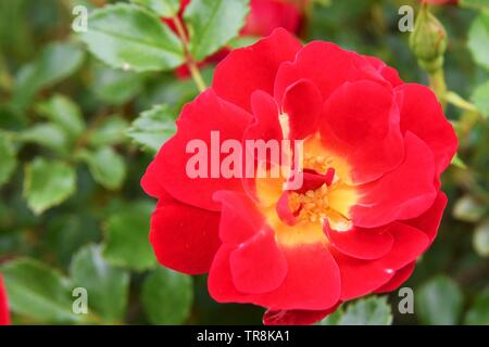 Nahaufnahme einer roten Rose mit gelber Mitte und grünem Laub im Hintergrund Stockfoto