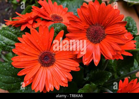 Close-up Ansicht einer Gruppe von Red daisy flowers nach einem Niederschlag mit dunkelgrünem Laub im Hintergrund Stockfoto