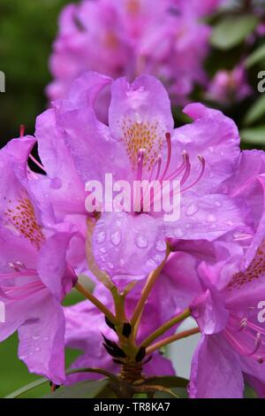 Nahaufnahme einer Gruppe von rosa Rhododendron Blumen nach einem Niederschlag Stockfoto