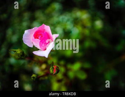 Rosa wild nootka Rose (Rosa nutkana) Stockfoto