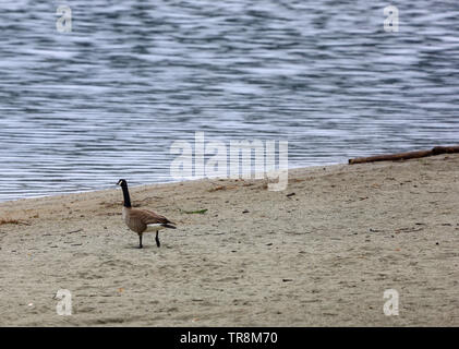 Kanadagans (Branta canadensis) am Strand an der See Stockfoto