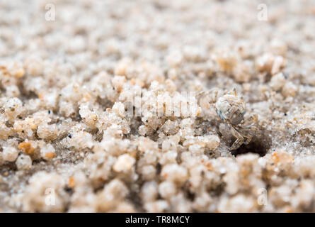 Kleine Krabben Essen auf Sand, in der Nähe der Löcher auf den Strand Stockfoto