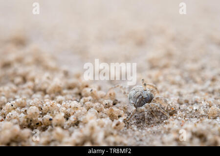 Kleine Krabben Essen auf Sand, in der Nähe der Löcher auf den Strand Stockfoto