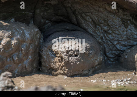 Eine Galapagos Riesenschildkröte (Chelonoidis nigra) Suhlen im Schlamm auf der Insel Santa Cruz, Ecuador. Stockfoto