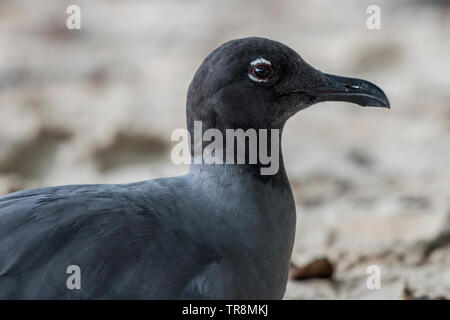 Ein lavastrom Möwe (Leucophaeus Fuliginosus) von Santa Cruz Insel auf Galapagos. Endemisch auf den Inseln, ist die seltenste gull Arten angesehen. Stockfoto