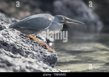 Der endemischen Galápagos lava Heron (Butorides sundevalli) wird von einigen als eine Unterart oder Farbvariante der quergestreiften Heron (B. Striata) Stockfoto